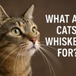 What Are Cats Whiskers For? A Complete Guide