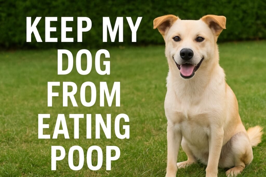 How to Keep My Dog From Eating Poop: A Complete Guide for Pet Owners