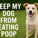 How to Keep My Dog From Eating Poop: A Complete Guide for Pet Owners