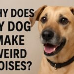 Why Does My Dog Make Weird Noises? Understanding Canine Sounds