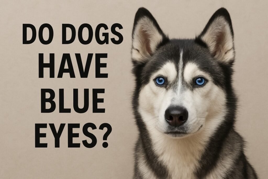 Do Dogs Have Blue Eyes?