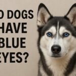 Do Dogs Have Blue Eyes?